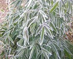 Bambous 150106.jpg